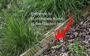 Homemade Bumblebee nests underground to help them in early them in Early Spring.